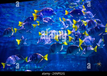 Fish in reef The Inbursa Aquarium in Mexico City. Human life in a water tank (Photo by Luis Gutierrez/ Norte Photo)  Peces en arrecife El Acuario Inbursa en la Ciudad de Mexico. Vida marina en estanque de agua (Photo by Luis Gutierrez/ Norte Photo) Stock Photo