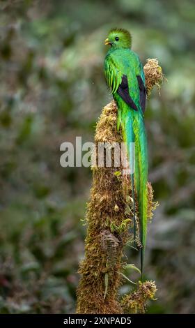 The resplendent quetzal (Pharomachrus mocinnois) a small bird found in Central America, southern Mexico, tropical forests Stock Photo