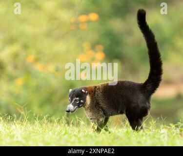 The white-nosed coati (Nasua narica), also known as the coatimundi, and a member of the family Procyonidae (raccoons and their relatives) Stock Photo