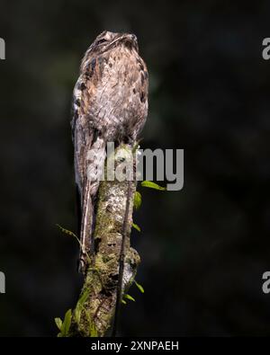 The common potoo, or poor-me-ones (Nyctibius griseus), or urutau is one of seven species of birds within the genus Nyctibius Stock Photo