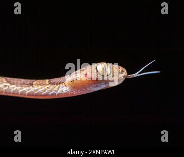 Fiddle string snake, or blunt-headed tree snake (Imantodes cenchoa ...