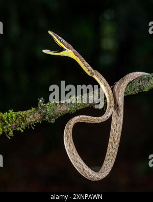 Brown Vine Snake Oxybelis aeneus) or Mexican vine snake is a species of colubrid snake, which is endemic to the Americas Stock Photo