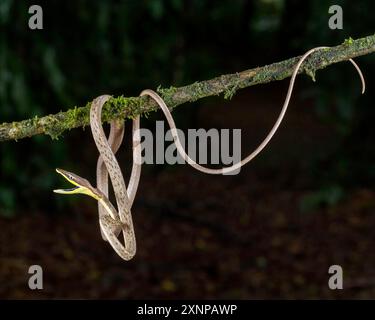 Brown Vine Snake Oxybelis aeneus) or Mexican vine snake is a species of colubrid snake, which is endemic to the Americas Stock Photo