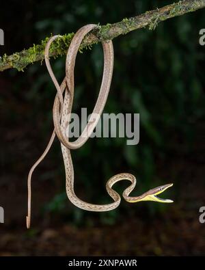 Brown Vine Snake Oxybelis aeneus) or Mexican vine snake is a species of colubrid snake, which is endemic to the Americas Stock Photo