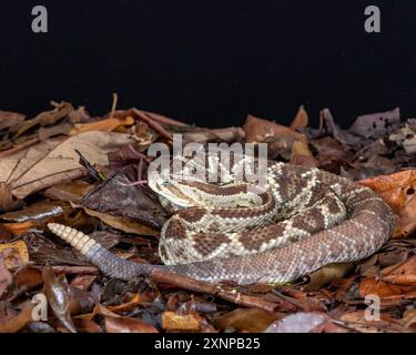 South American rattlesnake, Neotropical rattlesnake (Crotalus durissus), is a highly venomous pit viper species found in South America. Stock Photo