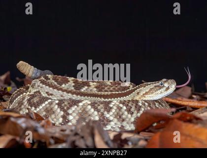 South American rattlesnake, Neotropical rattlesnake (Crotalus durissus), is a highly venomous pit viper species found in South America. Stock Photo