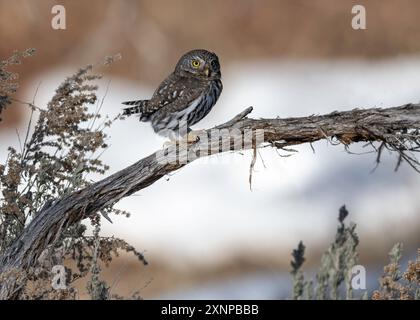 Northern Pygmy Owl (Glaucidium californium), Utah during the winter, North America Stock Photo