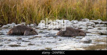 North American Beavers (Castor canadenisis) swimming, Snake River, Grand Teton National Park, Wyoming Stock Photo