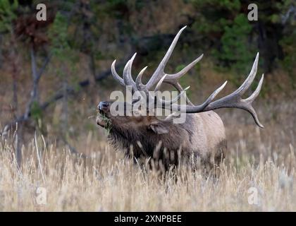 Rocky Mountain Bull Elk (Cervus canadensis) bulging during fall rut in Yellowstone National Park, Wyoming Stock Photo