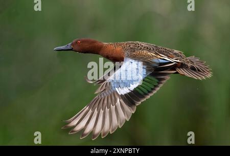 Cinnamon Teal (Spatula vyanoptera) flys along a marsh in Northern California Stock Photo