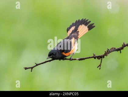 American Redstart (Setophaga ruticilla) perched during stopover in Galveston, Texas during spring migration Stock Photo