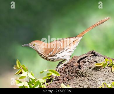 Brown Thrasher (Toxostoma rufum) perched during stopover in Galveston, Texas during spring migration Stock Photo