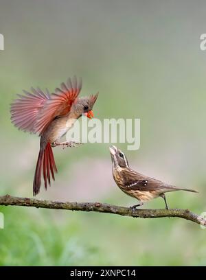 Northern Cardinal female (Cardinalis cardinals) interacting female Rose-breasted Grosbeak (Pheucticus ludovicianus) in Galveston, spring imigration Stock Photo