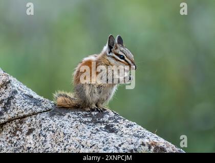 A Chipmonk eats with a clean background in Mosquito Flats, Eastern Sierras, California Stock Photo