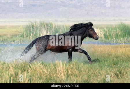 Wild Horses of Benton, California Stock Photo