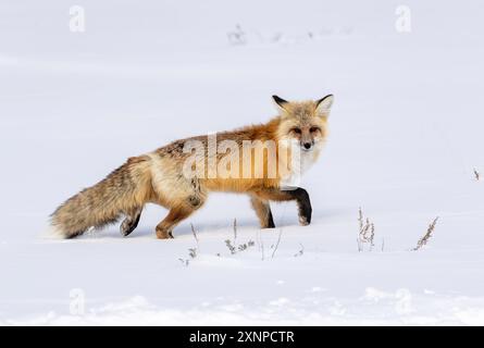 Red fox (Vulpes vulpes) during winter snow in Yellowstone National park, North America Stock Photo