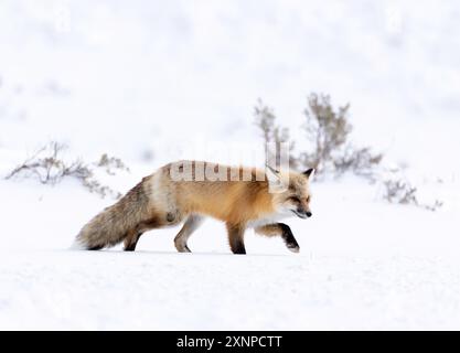 Red fox (Vulpes vulpes) during winter snow in Yellowstone National park, North America Stock Photo