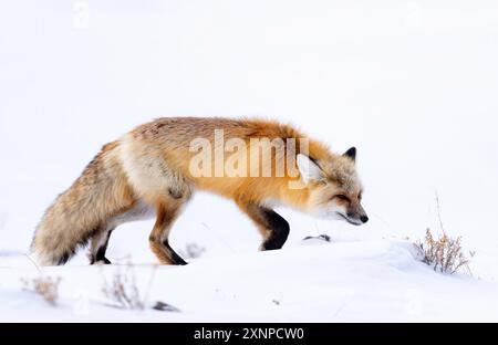Red fox (Vulpes vulpes) during winter snow in Yellowstone National park, North America Stock Photo