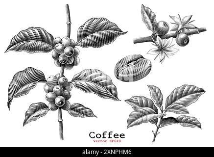 Coffee branch,Coffee flower,Coffee bean hand drawing vintage clip art isolated on white background Stock Vector