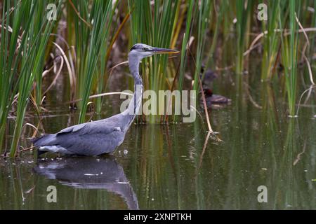 A grey heron (Ardea cinerea) hunting among reeds in park in Kanagawa, Japan. Stock Photo