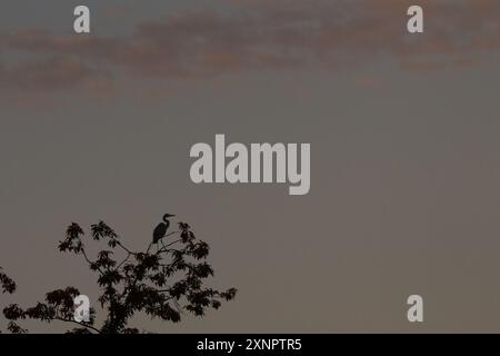 A grey heron in silhouette (Ardea cinerea) perched in the top of a tree at dusk in a park in Kanagawa, Japan. Stock Photo