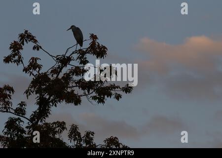 A grey heron in silhouette (Ardea cinerea) perched in the top of a tree at dusk in a park in Kanagawa, Japan. Stock Photo