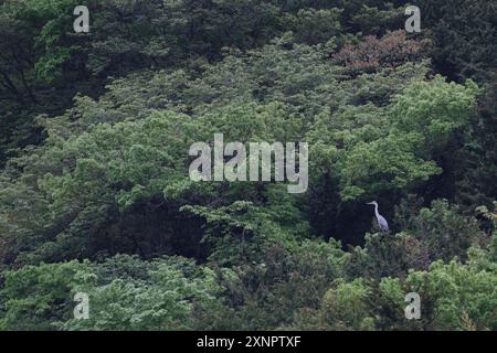 A grey heron (Ardea cinerea) roosting in trees in rural Kanagawa, Japan. Stock Photo