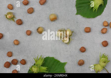 Texture with hazelnuts and green leaves on grey background. Top view. Stock Photo