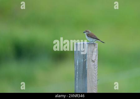 A Red Backed Shrike sitting on a wooden pole, cloudy day in summer Illmitz Austria Stock Photo