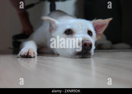 White puppy lying on the living room floor Stock Photo