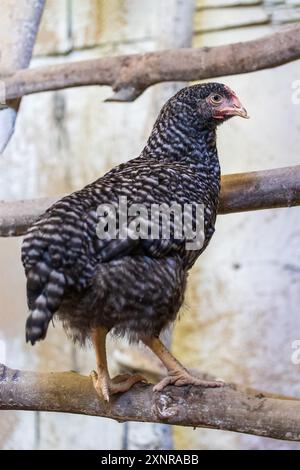 a young grey hen on a perch in a chicken coop Stock Photo