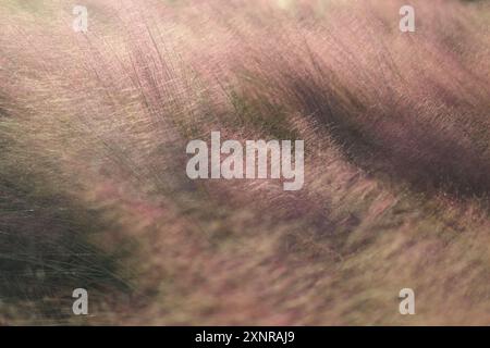 close up of pink muhly field with blurred background Stock Photo