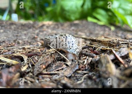 Natur Tigerschnegel Limax maximus Ein Tigerschnegel Limax maximus, auch Großer Schnegel, Große Egelschnecke oder Tigernacktschnecke genannt, in einem Garten. Der Tigerschnegel ist eine 10 bis 20 Zentimeter lange Nacktschnecke aus der Familie der Schnegel. Tigerschnegel ernaehren sich von Pilzen, welken und abgestorbenen, manchmal auch frischen Pflanzenteilen sowie von Aas. Nur selten fressen sie andere Nacktschnecken. 9.7.2022 *** Nature Tiger slug Limax maximus A tiger slug Limax maximus , also known as a large slug, large angel slug or tiger slug, in a garden The tiger slug is a 10 to 20 cen Stock Photo