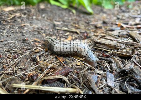 Natur Tigerschnegel Limax maximus Ein Tigerschnegel Limax maximus, auch Großer Schnegel, Große Egelschnecke oder Tigernacktschnecke genannt, in einem Garten. Gut erkennbar, das rechtsseitige Atemloch. Der Tigerschnegel ist eine 10 bis 20 Zentimeter lange Nacktschnecke aus der Familie der Schnegel. Tigerschnegel ernaehren sich von Pilzen, welken und abgestorbenen, manchmal auch frischen Pflanzenteilen sowie von Aas. Nur selten fressen sie andere Nacktschnecken. 9.7.2022 *** Nature Tiger slug Limax maximus A tiger slug Limax maximus , also known as a large slug, large angel slug or tiger slug, i Stock Photo