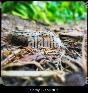 Natur Tigerschnegel Limax maximus Ein Tigerschnegel Limax maximus, auch Großer Schnegel, Große Egelschnecke oder Tigernacktschnecke genannt, in einem Garten. Gut erkennbar, das rechtsseitige Atemloch. Der Tigerschnegel ist eine 10 bis 20 Zentimeter lange Nacktschnecke aus der Familie der Schnegel. Tigerschnegel ernaehren sich von Pilzen, welken und abgestorbenen, manchmal auch frischen Pflanzenteilen sowie von Aas. Nur selten fressen sie andere Nacktschnecken. 9.7.2022 *** Nature Tiger slug Limax maximus A tiger slug Limax maximus , also known as a large slug, large angel slug or tiger slug, i Stock Photo