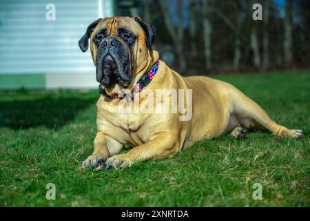 A LARGE FAWN COLORED BULLMASTIFF WITH NICE EYES LYIN G IN GRASS WITH A COLORFUL COLLAR IN STANWOOD WASHINGTON Stock Photo