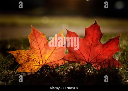 Two colorful Maple leaves sitting in warm sunshine Stock Photo