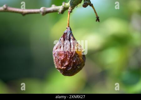 A single decaying plum, Prunus domestica, with sap oozing from it,  hanging on a branch Stock Photo