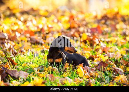 Miniature Dachshund Pet Dog sitting in Autumn Fall Leaves in Virginia Stock Photo
