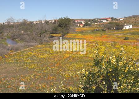 Wild flowers at Garies in Northern Cape, Namaqualand during winter to early spring on scenic wild flower route. Stock Photo