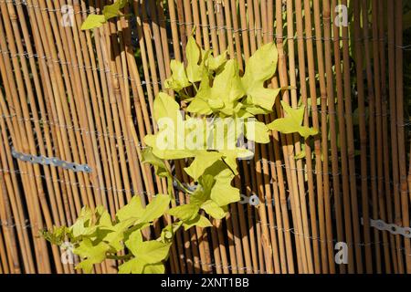 Ornamental sweet potato or yellow ornamental yam (Ipomoea batatas var. margarita) is an ornamental plant with tubers originating from the genus Ipomoe Stock Photo