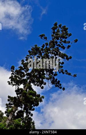 Pine tree silhouette and clouded sky in Petropolis, Rio de Janeiro, Brazil Stock Photo