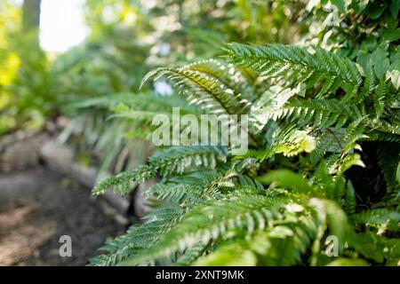 Different species of plants and flowers in botanical garden of Tartu, Estonia. Stock Photo