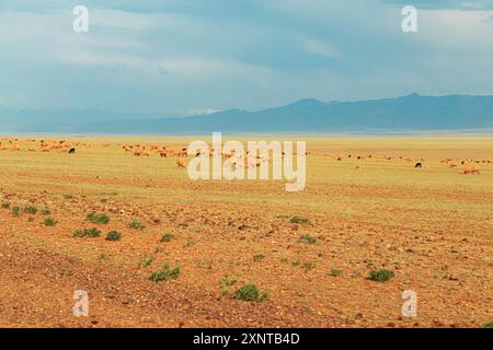 Herd of sheep grazes in the steppe against the backdrop of the mountains. Farming in Kazakhstan. Stock Photo