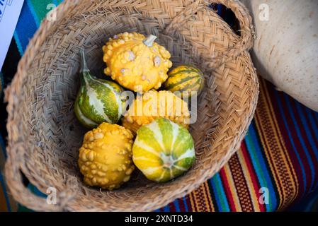 Many colorful mini pumpkins and gourds, view from above. Fall texture for background. Halloween or Thanksgiving celebration. Stock Photo