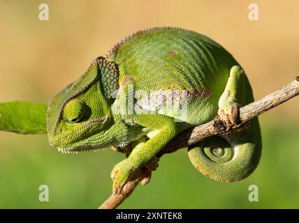 The Flap-necked Chameleon is the most widespread species of the family in South and East Africa. They are capable of amazingly fast colour changes. Stock Photo