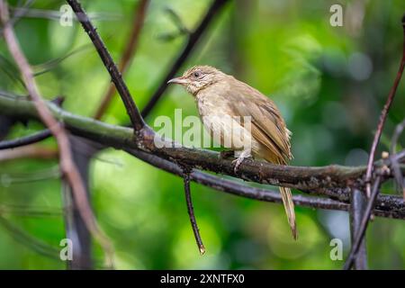 Streak-eared Bulbul (Pycnonotus conradi), Aves, Хуахин