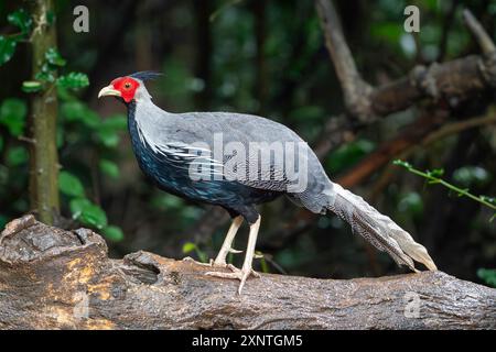 kalij pheasant, Lophura leucomelanos crawfurdii  in Kaeng Krachan NP Thailand Stock Photo