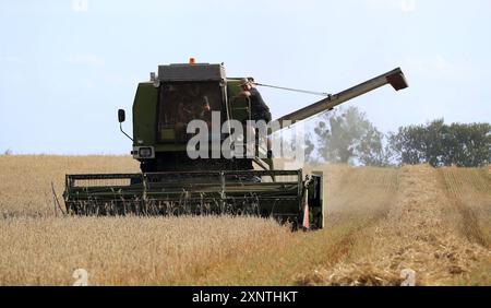 Getreideernte Mähdrescher Modell Fortschritt E 514, DDR von 1982 bis 1990 gebaut auf einem Feld bei der Gretreideernte Weizenernte / Landwirtschaft in Brandenburg, Agrarwirtschaft Nahrungsmittel Getreide Weizen Ernte Ertrag / 02.08.2024 / copyright: contrast / O.Behrendt / contrast photoagentur / 10439 Berlin Meyerheimstr.8 / Tel: 49 172 3152300 / contrastcontrastphoto.de / MWSt-7 Prozent / FA-Prenzlauer Berg St.Nr. 31/222/60192 Bank IBAN: DE37100900005881632006 / BIC: BEVODEBB *** Grain harvester combine harvester model Fortschritt E 514, GDR from 1982 to 1990 built on a field during the grai Stock Photo