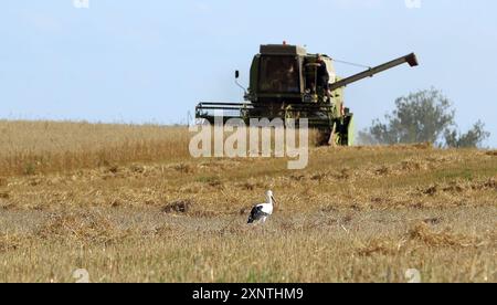 Getreideernte Mähdrescher Modell Fortschritt E 514, DDR von 1982 bis 1990 gebaut auf einem Feld bei der Gretreideernte Weizenernte, Weißstorch auf Nahrungssuche / Landwirtschaft in Brandenburg, Agrarwirtschaft Nahrungsmittel Getreide Weizen Ernte Ertrag / 02.08.2024 / copyright: contrast / O.Behrendt / contrast photoagentur / 10439 Berlin Meyerheimstr.8 / Tel: 49 172 3152300 / contrastcontrastphoto.de / MWSt-7 Prozent / FA-Prenzlauer Berg St.Nr. 31/222/60192 Bank IBAN: DE37100900005881632006 / BIC: BEVODEBB *** Grain harvester combine harvester model Fortschritt E 514, GDR built from 1982 to 1 Stock Photo